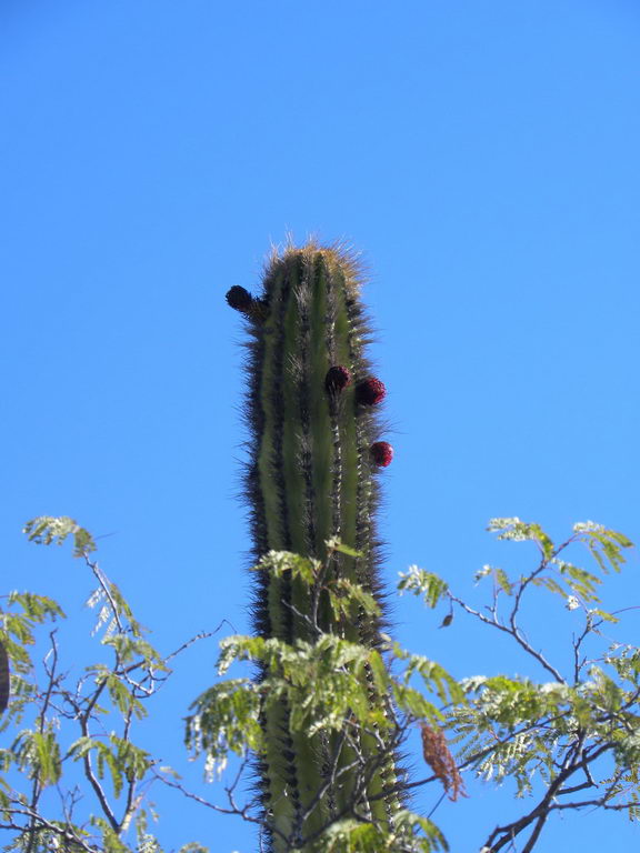 معرفی و راهنمای پرورش گیاهان زینتی - پاکی سرئوس